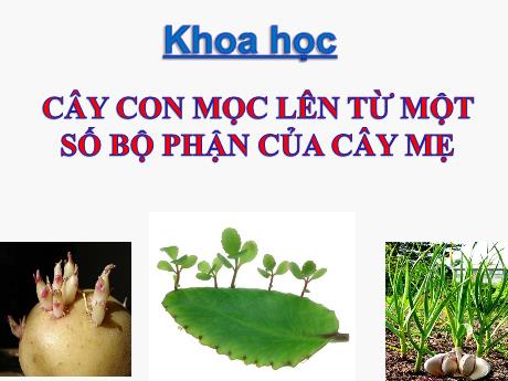 Bài giảng Khoa học 5 - Bài 54: Cây con mọc lên một số bộ phận của cây mẹ