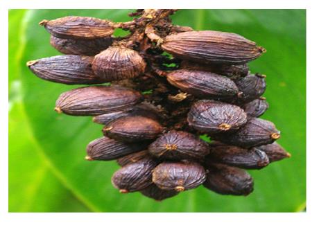 Bài giảng Tiếng Việt 5 (Tập làm văn) - Tuần 12 - Mùa thảo quả - Năm học 2021-2022